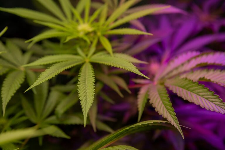 Cannabis Employee Handbook